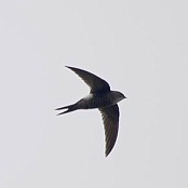 Pacific Swift  "Apus pacificus"